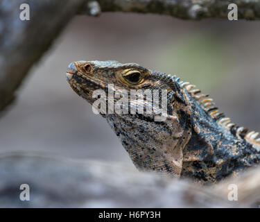 großen Garrobo oder Leguan im zentralen Pazifik von Costa Rica die Sonne zu genießen Stockfoto