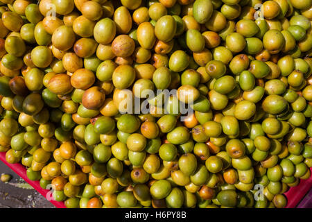 Ziziphus Mauritiana auch bekannt als indische Ber Stockfoto