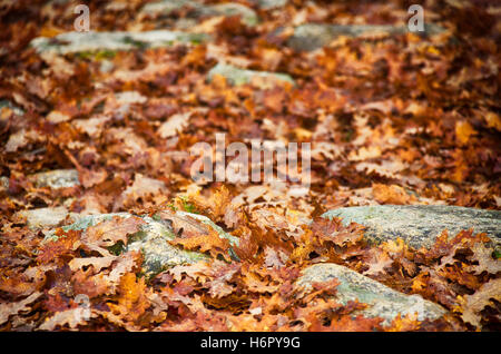 Trocken gefallenen Herbst Blätter am Boden verstreut zwischen den Felsen. Stockfoto
