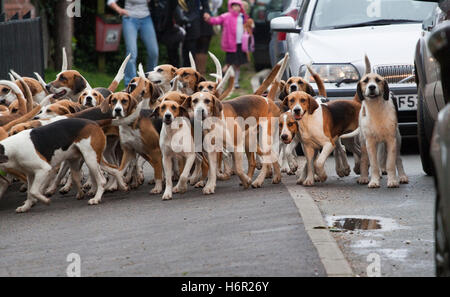 Ein Rudel Hunde zurück zu den Zwingern Stockfoto