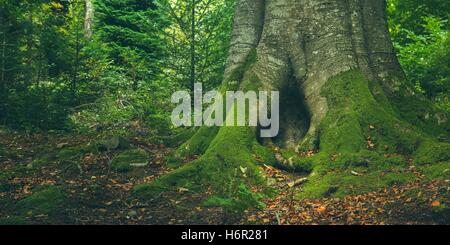 Ein Baumstamm mit einem klaffenden Loch, das aussieht wie ein Kaninchenbau oder eines riesigen Fußes in leuchtend grünem Moos bedeckt und Herbstlaub Stockfoto