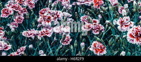 Alle grünen Stängel zeigen Markt eine Reihe von roten und weißen Nelken aus einer Blume in London. Stockfoto