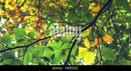 Eine Ansicht der Blätter von unten einen Baum mit einer Kombination aus Grün und im Herbst Blätter mit dem Nachmittag Licht auf der Durchreise Stockfoto