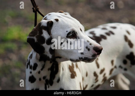 Dalmatiner Stockfoto