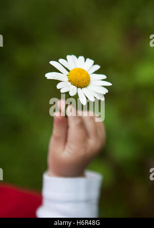 Pflanzen Blumen Stockfoto