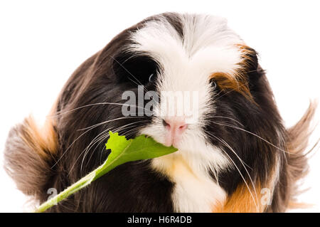 Haus Tiere Stockfoto