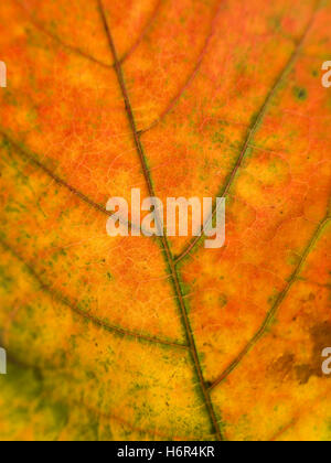 Bäume Wälder Stockfoto