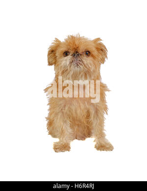 Shaggy Griffon Bruxellois Hund sitzen isoliert Stockfoto