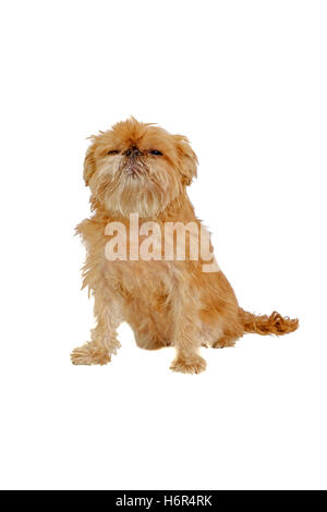 Shaggy Griffon Bruxellois Hund sitzen isoliert Stockfoto