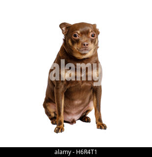 Kleiner Hund traurig sitzen isoliert Stockfoto