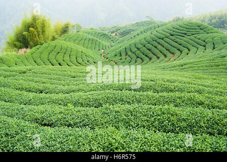 schöne beauteously schöne Blatt Reisen landwirtschaftliche Getränk trinken Tree Hill Asien Tourismus Landwirtschaft Landwirtschaft Feld Lätzchen Tee Stockfoto