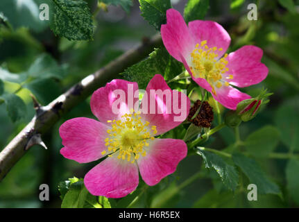 Pflanzen Blumen Stockfoto