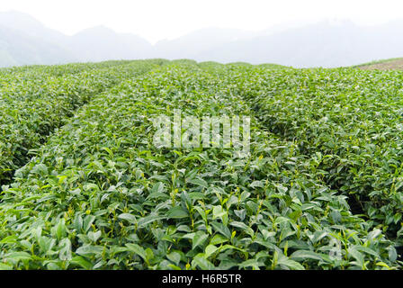 schöne beauteously schöne Blatt Reisen landwirtschaftliche Getränk trinken Tree Hill Asien Tourismus Landwirtschaft Landwirtschaft Feld Lätzchen Tee Stockfoto