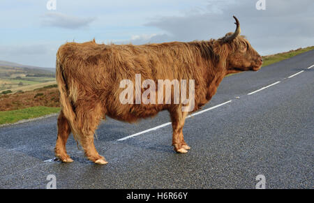 Eine Highland-Kuh stehend auf einer Straße mitten im Dartmoor National Park. Stockfoto