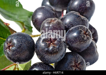 kalt Katarrh Kernobst Obst Prophylaxe Makro Nahaufnahme Makro Aufnahme nah oben Blick Vitamin Baum süß grüne Landwirtschaft Stockfoto