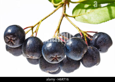 kalt Katarrh Kernobst Obst Prophylaxe Makro Nahaufnahme Makro Aufnahme nah oben Blick Vitamin Baum süß grüne Landwirtschaft Stockfoto