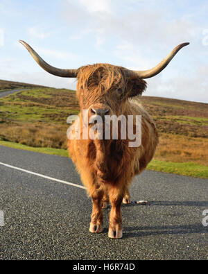 Eine Highland-Kuh stehend auf einer Straße mitten im Dartmoor National Park. Stockfoto