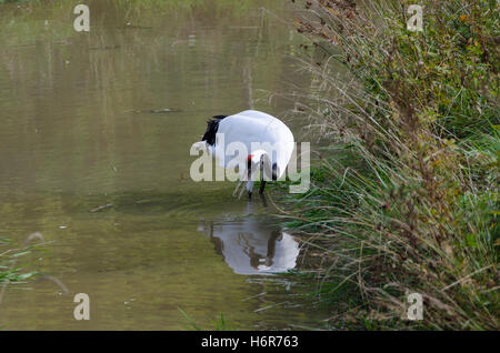 eine rot-gekrönter Kran stehend im Wasser und auf der Suche nach Nahrung Stockfoto