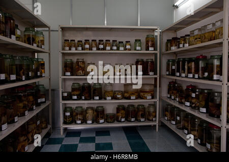 Gläser von Föten mit defekten vor der Exposition gegenüber Agent Orange Dioxin verwendet in den Vietnam-Krieg, Tu tun Krankenhaus Ho Chi Minh Stadt Stockfoto