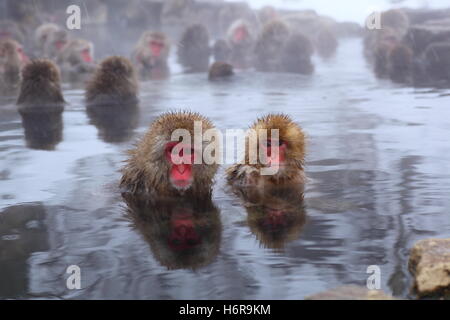 andere Tiere Stockfoto