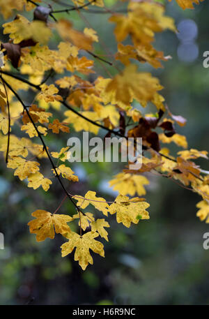 Feldahorn (Acer Campestre) im Herbst, Ufton Felder Nature Reserve, Warwickshire, England, UK Stockfoto