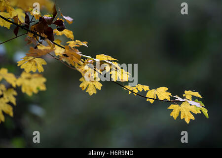 Feldahorn (Acer Campestre) im Herbst, Ufton Felder Nature Reserve, Warwickshire, England, UK Stockfoto