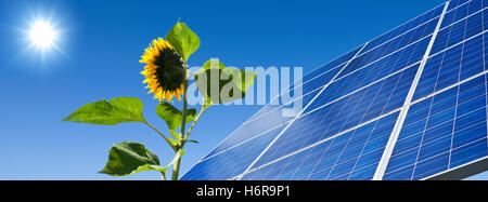 Solarenergie, Strom, Solar-Panel, Sonne, Sonnenblume, Licht Stockfoto