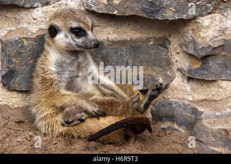 Nachkommen Mutter Mutter Ma Mama Cub Baby Mütter junge Tier junge jüngere Erdmännchen Erdmännchen Tier Säugetier wachsamen witzige kleine Stockfoto