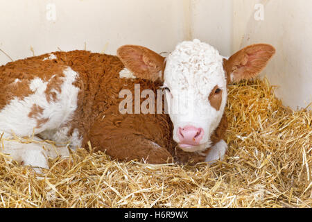 nützliche Tiere Stockfoto