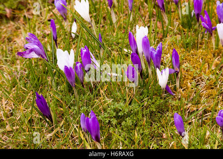 Krokusse, Cumbria, England Stockfoto