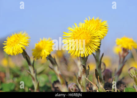 Floral Stockfoto