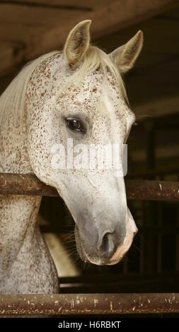 Tiere Stockfoto