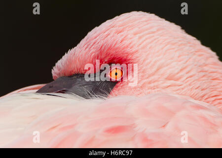 Tiere Vogel Porträt Vögel horizontale rosa Flamingo Tiere Vogel Porträt Auge Orgel Vögel Europa horizontale Schnabel Randschärfe Stockfoto