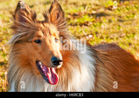 Collie Stockfoto