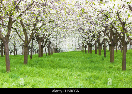 schöne beauteously schöne Baum Park Garten blühen Blüte gedeihen blühende Stamm Landwirtschaft Landwirtschaft Frühjahr Zweig im freien Stockfoto