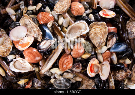 Lebensmittel Nahrungsmittel Closeup Haut Silber Gastronomie frische kalte Katarrh Winkel Fisch eingefroren Fischen Diät roh Supermarkt Verkauf stack Stockfoto