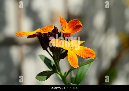 Mauerblümchen Stockfoto
