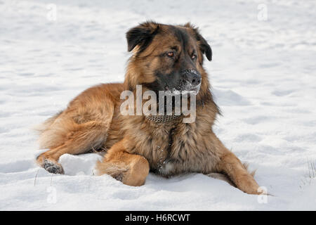 Kaukasischer Schäferhund im winter Stockfoto