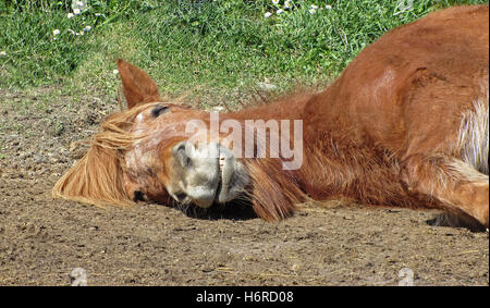 Freizeit Freizeit Freizeit Freizeit Zeit Fahrt Pferd Schlaf schlafen Ponyreiten Isländer Reiten Beine Tod Tier Säugetier Stockfoto