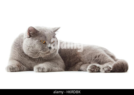 Tiere Stockfoto