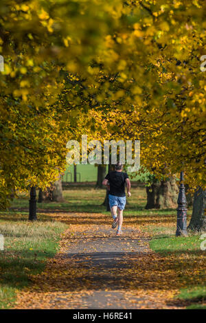 London, UK. 31. Oktober 2016. Hund genießen Spaziergänger, Jogger und Radfahrer einen knackigen Tag auf Clapham Common, wie die Blätter im Herbst auf den Bäumen gelb und Orange. 31. Oktober 2016 Kredit: Guy Bell/Alamy Live-Nachrichten Stockfoto