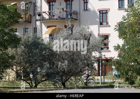 Leipzig, Deutschland. 27. August 2016. Olivenbäume wachsen in Leipzig, Deutschland, 27. August 2016. In der Regel wachsen Olivenbäume in mediterranen Klimaregionen. Foto: PETER ENDIG/Dpa/Alamy Live News Stockfoto