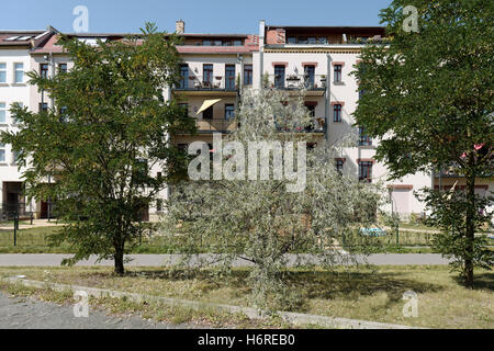 Leipzig, Deutschland. 27. August 2016. Olivenbäume (C) wachsen in Leipzig, Deutschland, 27. August 2016. In der Regel wachsen Olivenbäume in mediterranen Klimaregionen. Foto: PETER ENDIG/Dpa/Alamy Live News Stockfoto