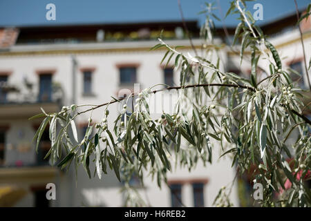 Leipzig, Deutschland. 27. August 2016. Olivenbäume (C) wachsen in Leipzig, Deutschland, 27. August 2016. In der Regel wachsen Olivenbäume in mediterranen Klimaregionen. Foto: PETER ENDIG/Dpa/Alamy Live News Stockfoto