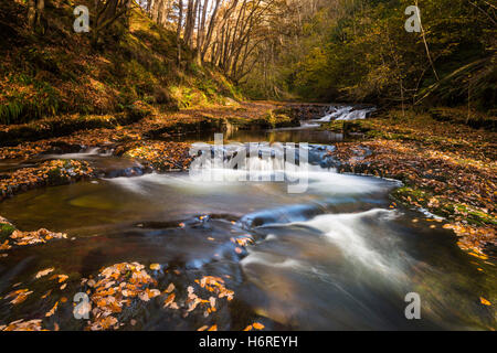 Pontneddfechan, Brecon Beacons National Park, Wales, UK. 31. Oktober 2016. Großbritannien Wetter.  Herbstfarben am Fluss Afon Nedd Fechan im Brecon Beacons National Park.  Foto von Graham Hunt/Alamy Live-Nachrichten Stockfoto