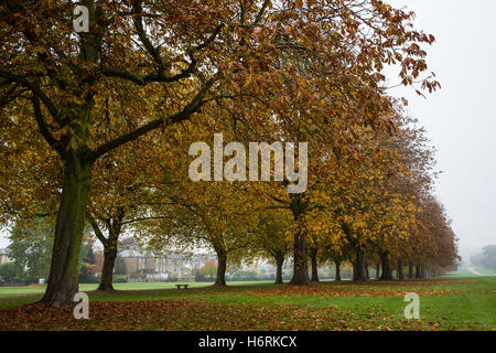 Windsor, UK. 1. November 2016. Einem nebligen Herbstmorgen im Windsor Great Park. Bildnachweis: Mark Kerrison/Alamy Live-Nachrichten Stockfoto