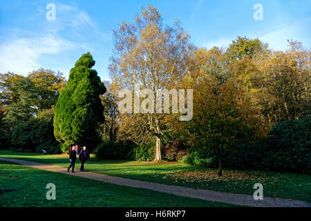 Heaven's Gate, Longleat Safari & Abenteuerpark, Wiltshire, UK. 31. Oktober 2016. Herbstfarben im Heaven's Gate Walk auf dem Anwesen von Longleat in Wiltshire, Vereinigtes Königreich Credit: Andrew Harker/Alamy Live News Stockfoto