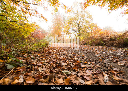 Forest of Dean, UK. 1. November 2016. Herbst in den Forest of Dean & Wye Valley Credit: David Broadbent/Alamy Live-Nachrichten Stockfoto