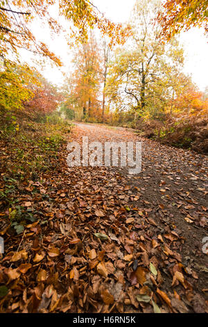 Forest of Dean, UK. 1. November 2016. Herbst in den Forest of Dean & Wye Valley Credit: David Broadbent/Alamy Live-Nachrichten Stockfoto