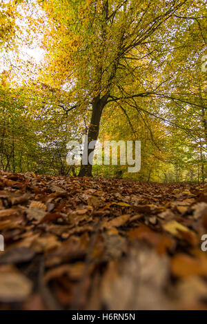 Forest of Dean, UK. 1. November 2016. Herbst in den Forest of Dean & Wye Valley Credit: David Broadbent/Alamy Live-Nachrichten Stockfoto